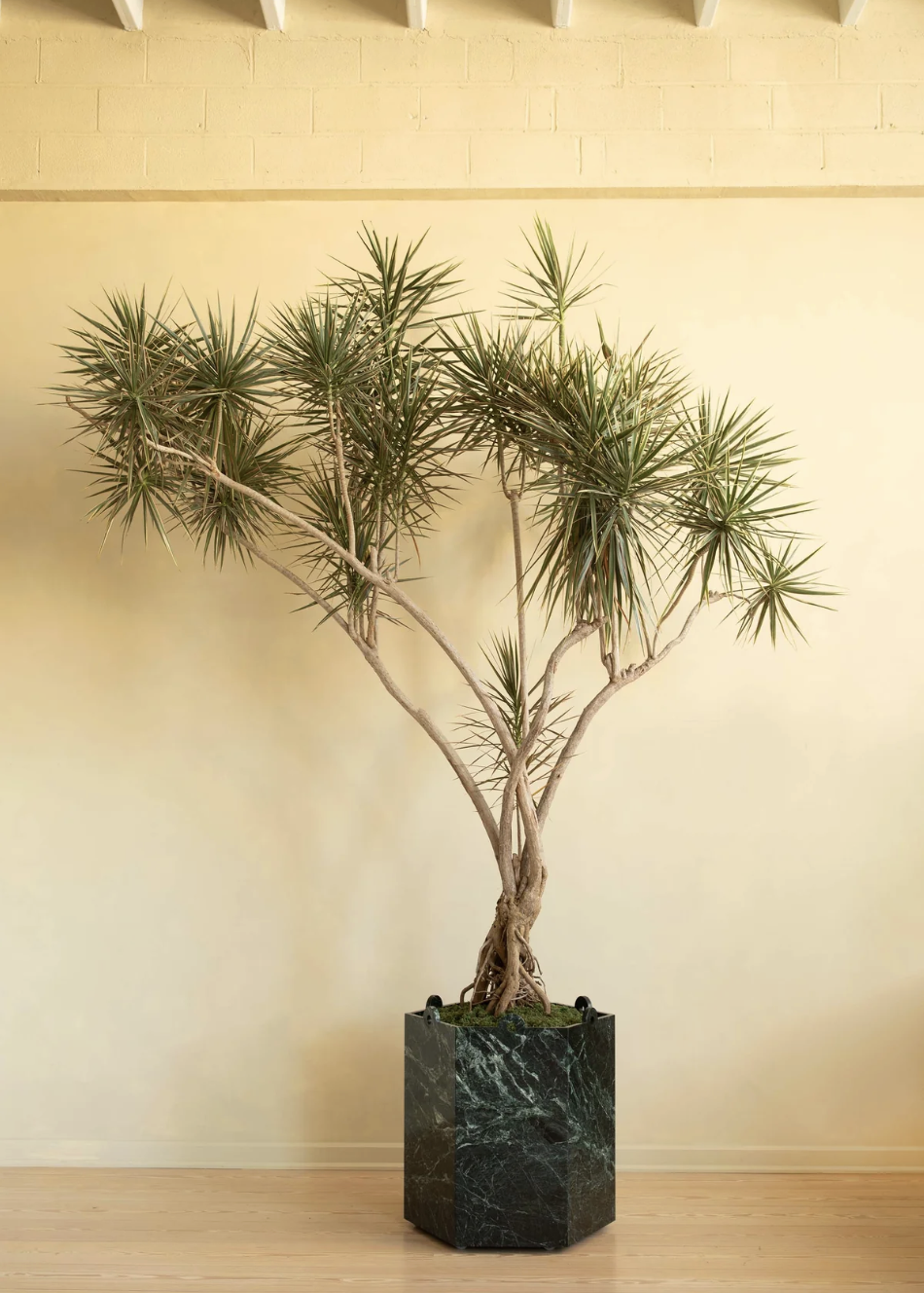 LARGE STONE PLANTER par Fort Standard